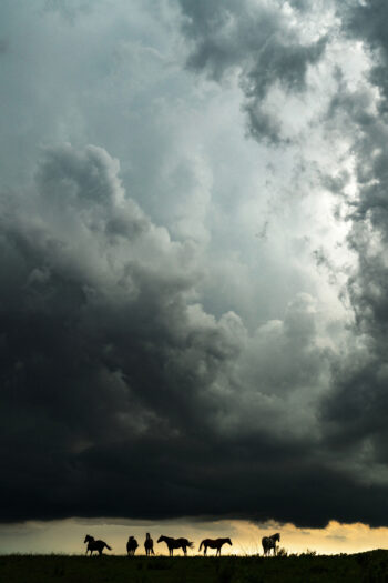 Horse Silhouettes