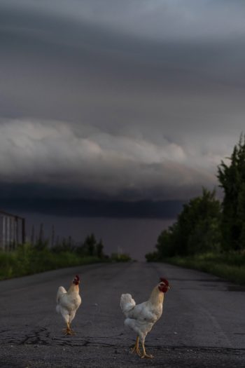 Here Comes the Rooster