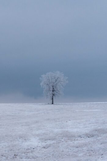 Ice Tree